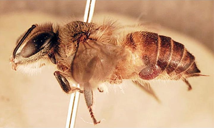 östliche Honigbiene (Apis cerana) mit Varroamilbe östliche Honigbiene (<i>Apis cerana</i>) mit Varroamilbe